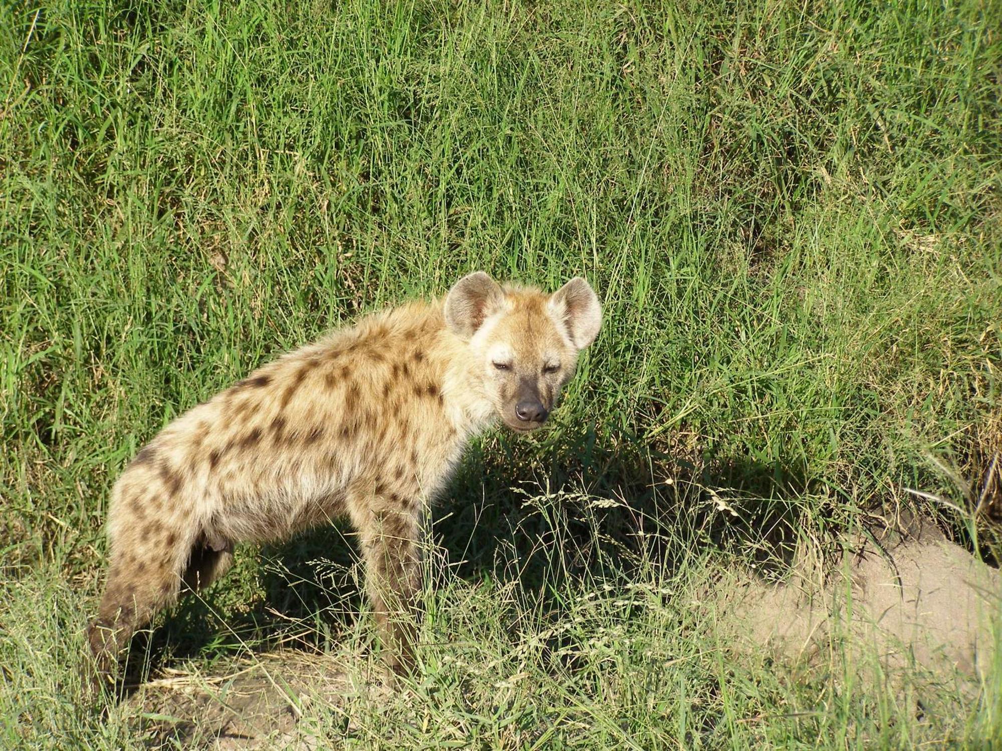 Thornybush Simbambili Lodge Sabi Sand Game Reserve Luaran gambar